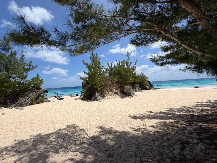 Cedar canopy shading the beach at Chaplin Bay